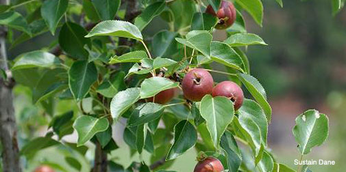 Bradshaw-Knight Foundation supports urban agriculture.