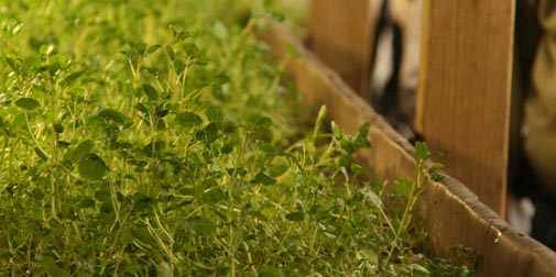 Bradshaw-Knight Foundation supports urban agriculture.