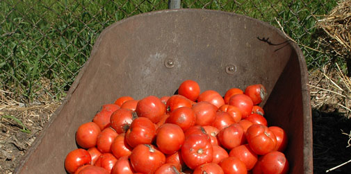 Bradshaw-Knight Foundation supports urban agriculture.